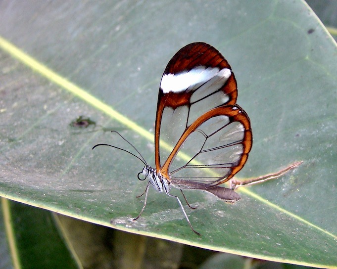 glasswing